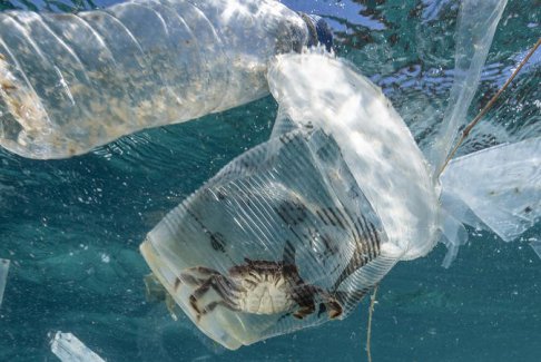 世界各国领导人未受邀出席联合国生物多样性峰会