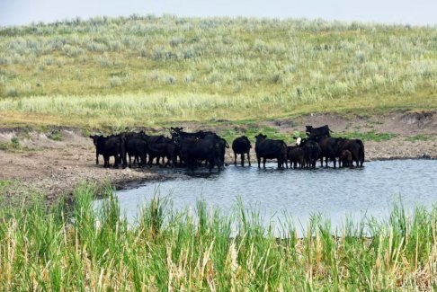 美国牛群萎缩挤压肉类加工厂利润