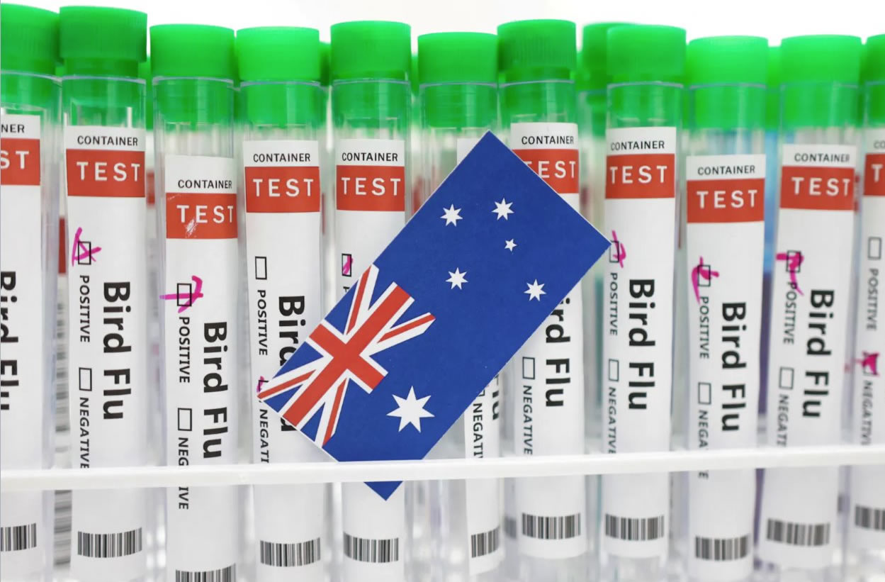 在这张2023年1月14日的插图中可以看到标有“禽流感”的试管和一张澳大利亚国旗颜色的纸。