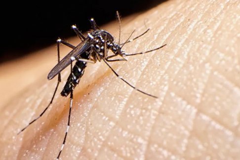欧洲登革热疫情可能和虎蚊传播有关