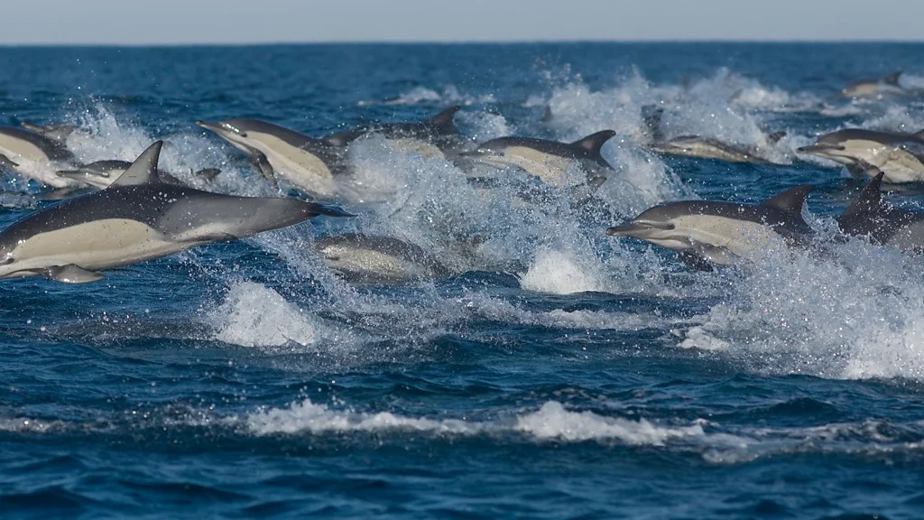 在沙丁鱼迁徙过程中，普通海豚会形成由数千只动物组成的超级群体
