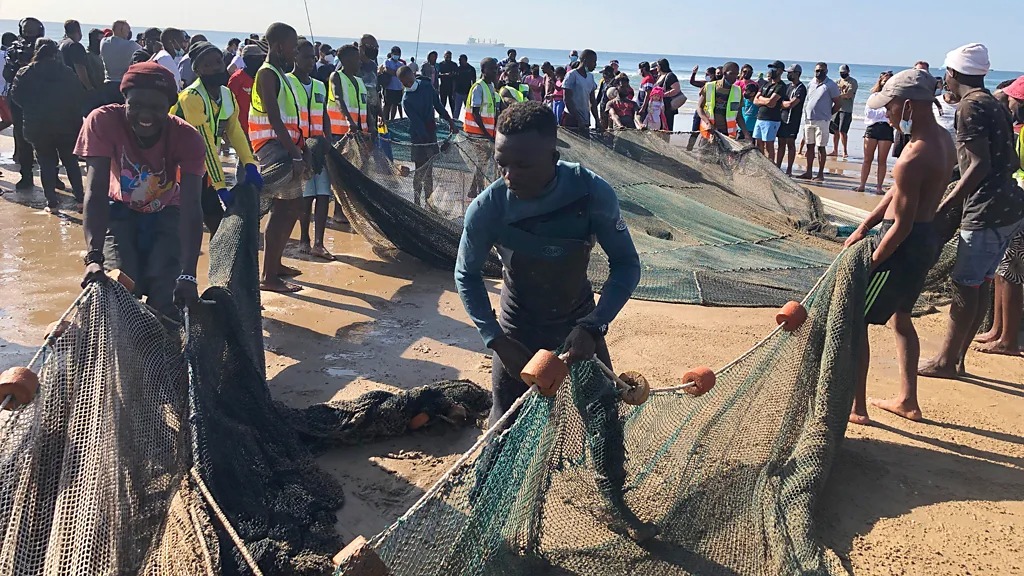 南非港口城市德班的拖网渔民将捕获的沙丁鱼拖到海滩上